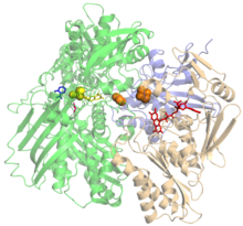 Xanthine oxidase