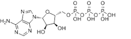 Adenosine triphosphate