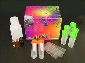 Rat soluble Cluster of differentiation 86,sCD86 ELISA Kit