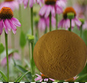 Echinacea Herb PE