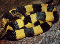 Bungarus fasciatus