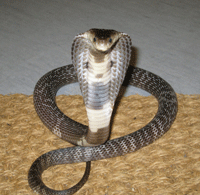 Naja Naja atra(Chinese Cobra)