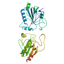 Peroxidase