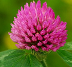 Red Clover Extract