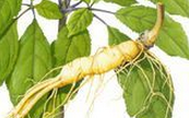 Ginseng Extract