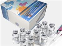 Rat Free thyroxine,FT4 ELISA Kit