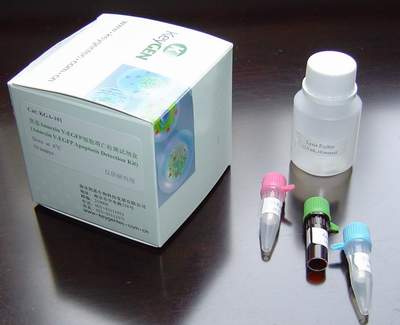 Rat Androstenedione,ASD ELISA Kit