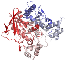 Butyrylcholinesterase