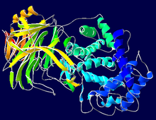 Hyaluronidase