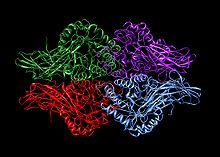 Beta-glucuronidase