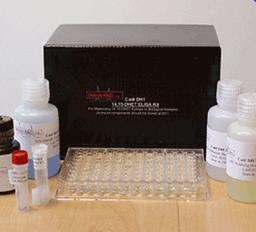 Rat cyclic adenosine monophosphate,cAMP ELISA Kit