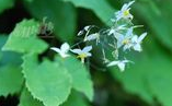 Epimedium Extract