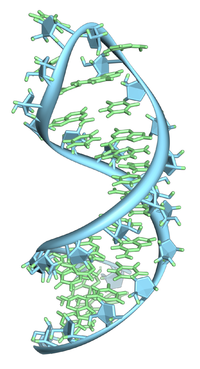 Ribonucleic acid