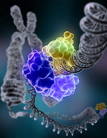 DNA ligase