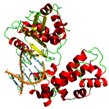 DNA polymerase