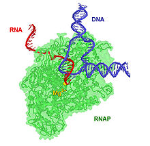 RNA Polymerase