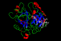 Thrombin