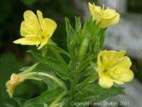 Evening Primrose