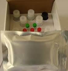 Rat Cyclin-D1 ELISA Kit