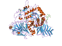 Maltase glucoamylase