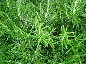 Rosemary Extract