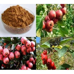 Hawthorn Leaf Extract