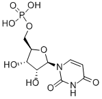 5-Uridylic acid