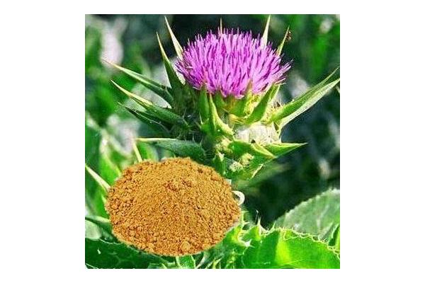 Milk Thistle Extract