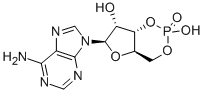 Cyclic adenosine monophosphate