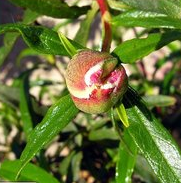 Pure Cistus incanus leaves extract